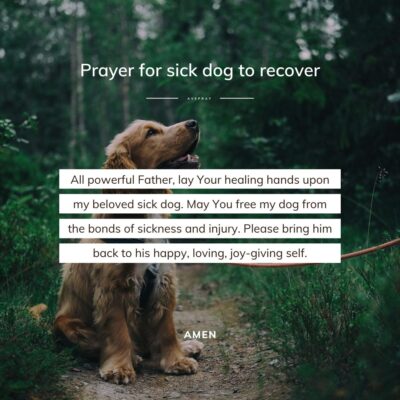 Short prayer for sick dog to recover - square - AvePray