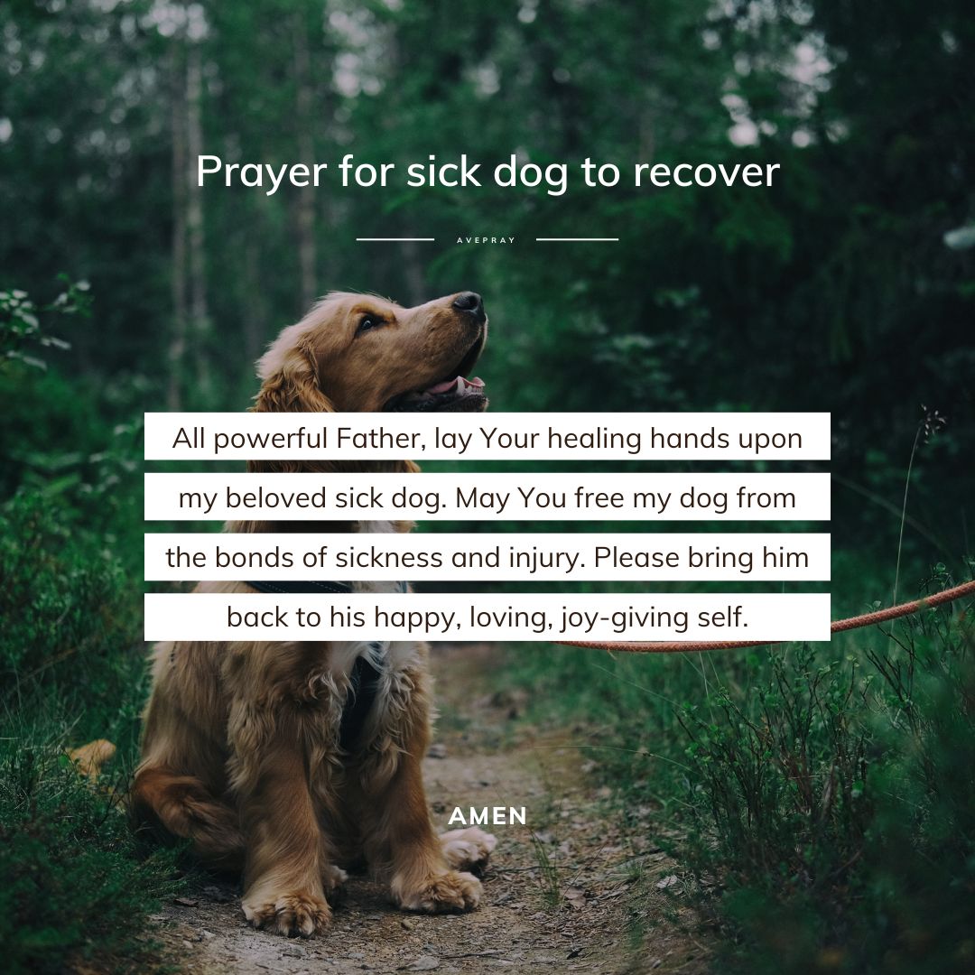 dogs praying